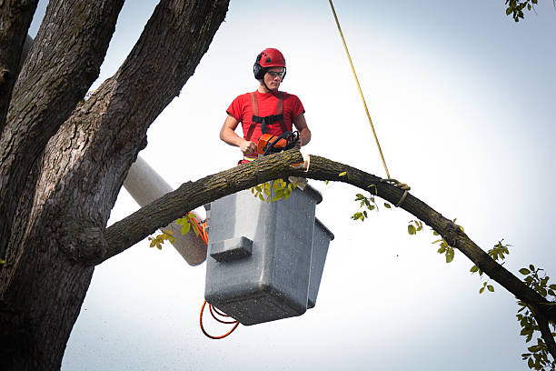 How Our Tree Care Process Works  in  Dalton Gardens, ID